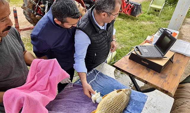 Milyonlarca yavru balık doğal sularla buluşuyor