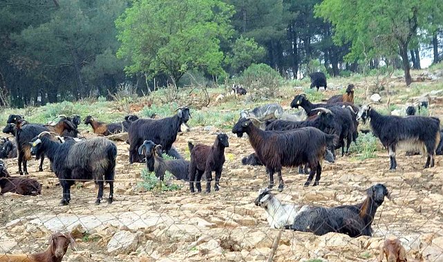 Muğla'da Kurbanlık satışında hareketlilik başladı