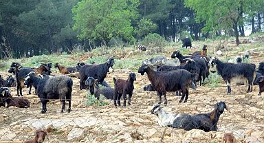 Muğla'da Kurbanlık satışında hareketlilik başladı