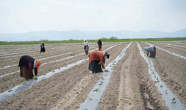 Muş'ta aromasıyla öne çıkan karpuzun ekimine başlandı