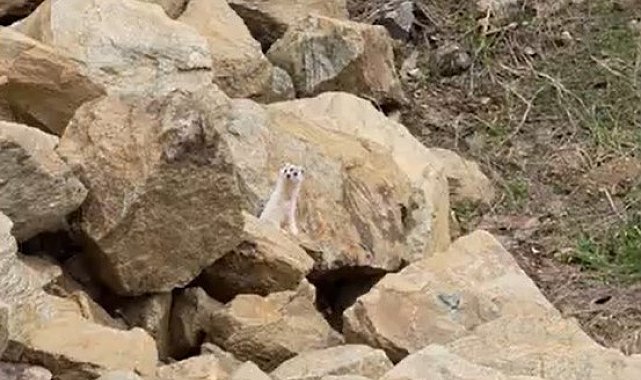 Muş'ta nadir görülen beyaz sansar görüntülendi