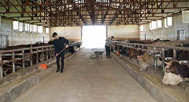 Muş'tan batı illerine 50 bin kurbanlık hayvan sevk edilecek