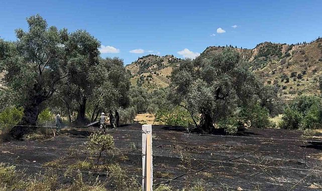Nazilli'de zeytin bahçesi yangını