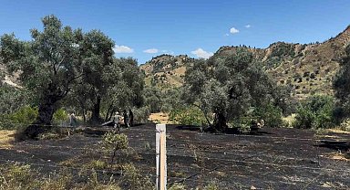 Nazilli'de zeytin bahçesi yangını