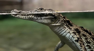 Nil timsahı sevinci... 6 yavru ilk kez ziyaretçilerle buluşuyor