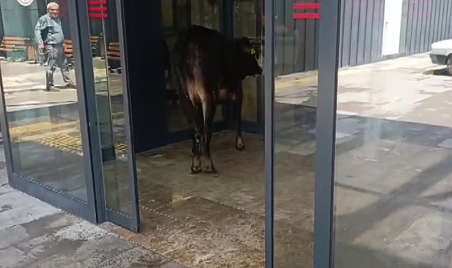 Nizip'te kaçan kurbanlık dana soluğu acil serviste aldı