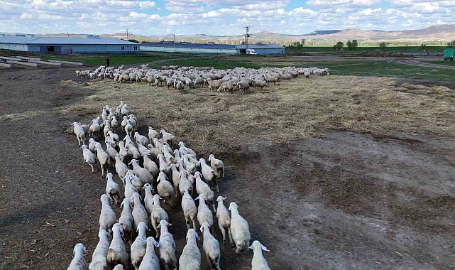 Onlarcası arasından kendi annelerini koklayarak buldular