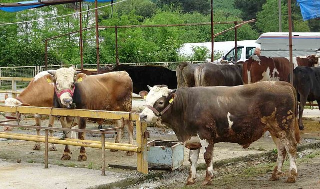 Ordu'da besiciler, gurbetçilerin yolunu gözlüyor