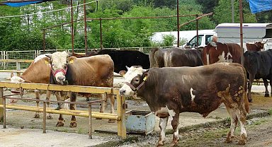 Ordu'da besiciler, gurbetçilerin yolunu gözlüyor