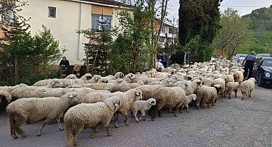 Ordu'da koyunların yayla yolculuğu