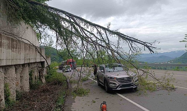 Ordu'da seyir halindeki aracın üzerine ağaç devrildi