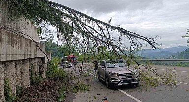 Ordu'da seyir halindeki aracın üzerine ağaç devrildi