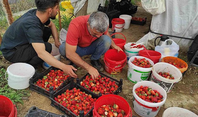 Organik çilek üreticileri pazar için destek bekliyor