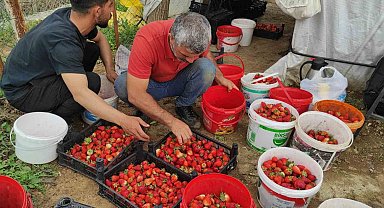 Organik çilek üreticileri pazar için destek bekliyor