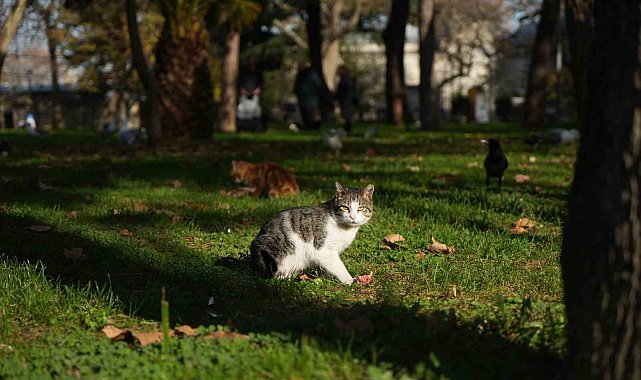 Osmanlı'dan miras "kedi sevgisi" İstanbul'da yaşatılıyor