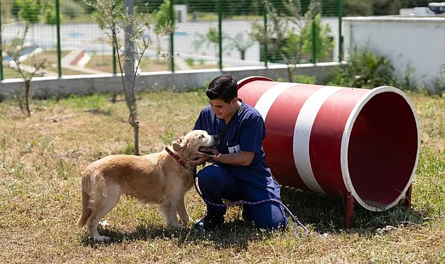 Pako ve bakımevlerindeki patili dostlar İzmir'de ailelerini arıyor