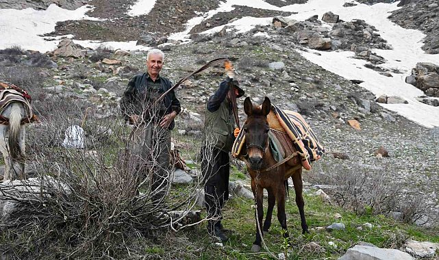 Pancar toplamak için dağ bayır demeden geziyorlar