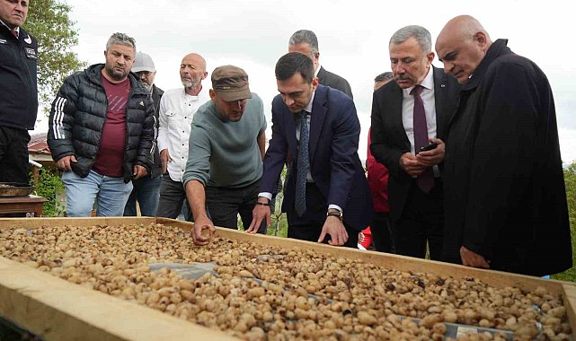 "Topraktaki altın" salebin hasadı başladı: Kilosu 12 bin TL