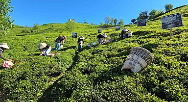 Rize'de çay sezonu karşılama programı düzenlendi
