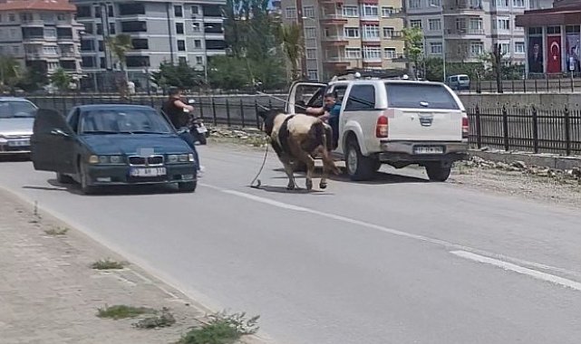 Saatlerce peşinden koştular: Kurbanlık dana ilçeyi birbirine kattı