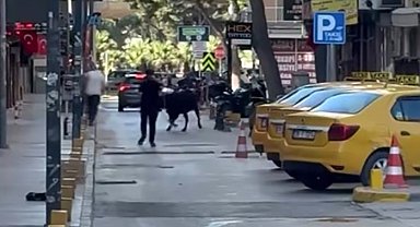 Sahibinin elinden kaçan dana korku dolu anlar yaşattı