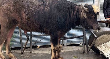 Sahibinin elinden kaçan manda yaşlı adamı yere savurdu