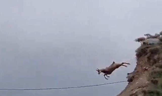 Şamuanın uzun atlayışı kameralara yansıdı