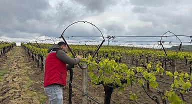 Sarıgöl'de hava sıcaklığı dalgalanmaları tarım alanlarında incelendi