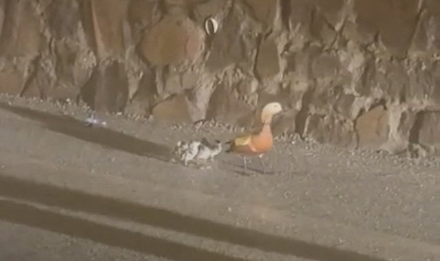 Selden etkilenen ördekler koruma altına alındı