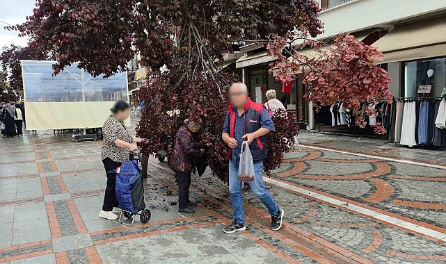 Şiddetli rüzgarda yağmur yağdı, ağaç kırıldı: Vatandaşlar erik peşine düştü