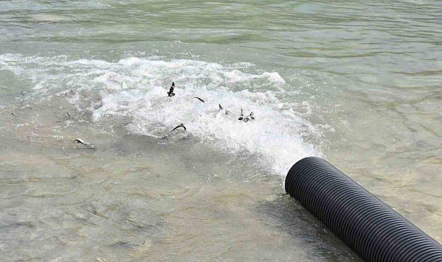 Sinop'ta 2 bin adet mersin balığı denize bırakıldı