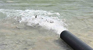 Sinop'ta 2 bin adet mersin balığı denize bırakıldı