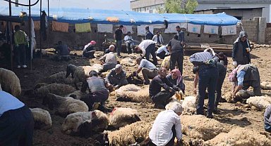 Şırnak'ta göçerler yüzlerce koyunu imece usulü kırkıyor