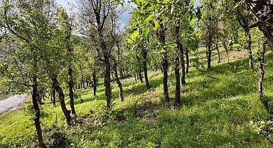 Şırnak'ta ormanlık alanda tırtıl istilası