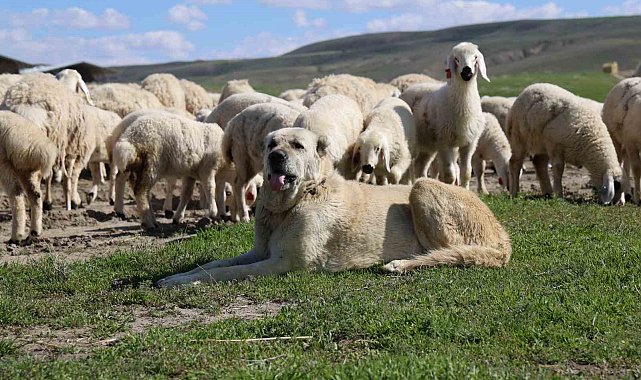 Sivas'ta küçükbaş hayvan sayısı 1 milyonun altına düştü