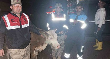 Siverek'te çalınan büyükbaş hayvan jandarma tarafından bulundu