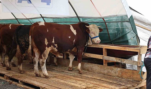 Sultangazi Belediyesi Kurban Alanı'nda bayram hareketliliği