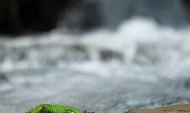 Sürgü Takas'ta yeşil kertenkele ilgi çekti