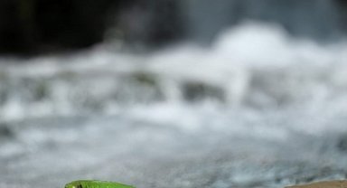 Sürgü Takas'ta yeşil kertenkele ilgi çekti