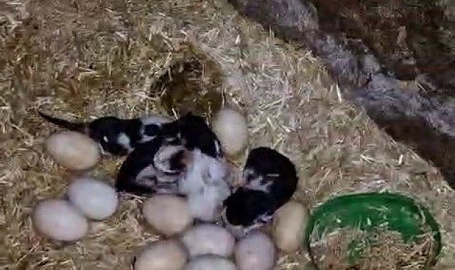Tavuk ile kedi arasında "Annelik krizi" kamerada