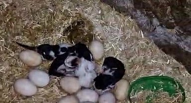 Tavuk ile kedi arasında "Annelik krizi" kamerada