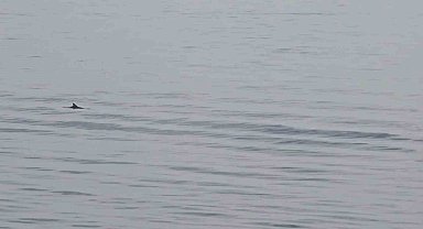 Tekirdağ açıklarında yunuslardan görsel şölen