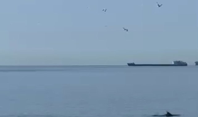 Tekirdağ'da yunuslar kıyıya yakın görüntülendi