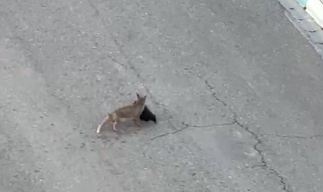 Tilki ile vatandaş arasında şaşırtan diyalog