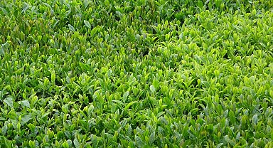 Trabzon'da yaş çay sezonu dualarla açıldı