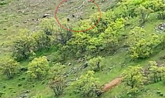 Tunceli'de ayı sürüsü görüntülendi