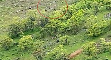 Tunceli'de ayı sürüsü görüntülendi