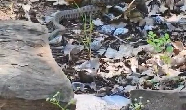 Tunceli'de kocabaş yılan, sincabı avladı