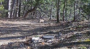 Uludağ'da yaban kedisi fotokapana takıldı