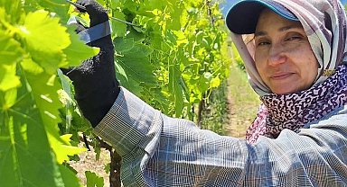 Üreticiler üzüm için zamana karşı yarışıyor